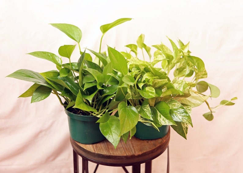 LIVE Marble Queen Pothos & Jade Pothos Combo - 6 Inch Pots, Variegated Indoor Hanging Houseplants, Tropical Foliage, Epipremnum aureum