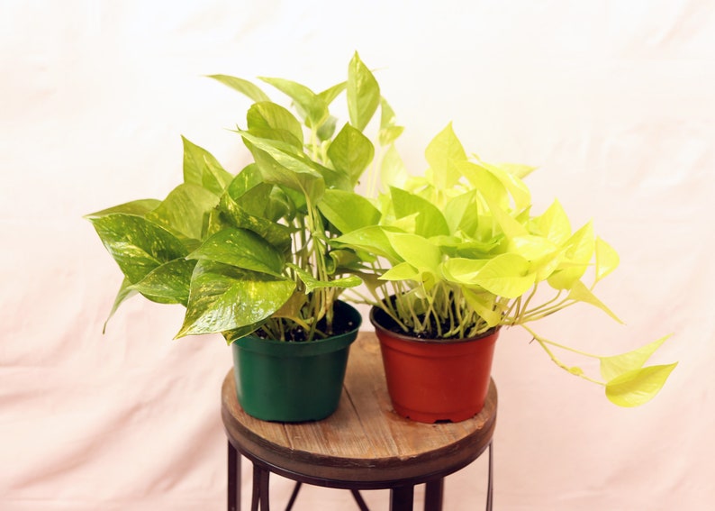 LIVE Indoor House Plants Combo - 6 Inch Neon Pothos & Golden Pothos - Easy Care, Perfect Gift - Epipremnum aureum Collection
