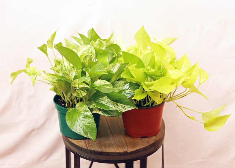 Live Neon Pothos & Marble Queen Pothos Combo 6-Inch Pots - Air Purifying Tropical Plants for Home & Office Decoration