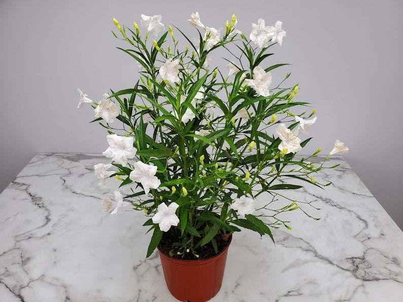 Ruellia White Showers Flowering Bush Live Plant - 3 Gallon Tropical Plant - Ruellia brittoniana - Attracts Butterflies and Hummingbirds