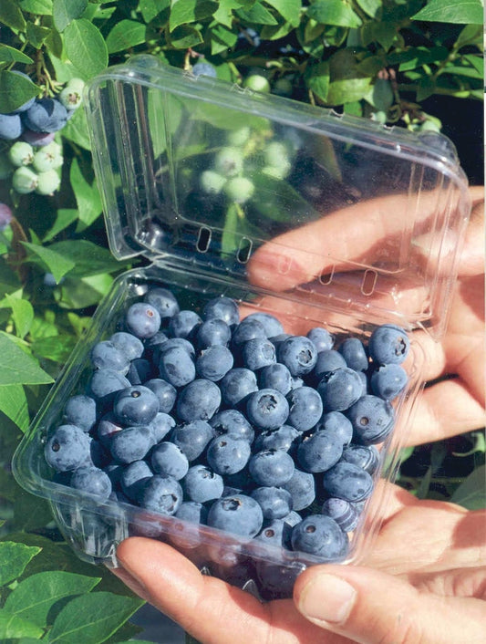 Biloxi Blueberry Plant 4-6 inches Organic Southern Highbush Blueberry Vaccinium corymbosum for Planting Live Bush