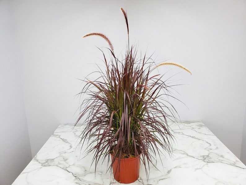 Red Fountain Grass Plant - 3 Gallon Live Tropical Grass - Pennisetum setaceum - Ornamental Foliage for Hummingbirds & Butterflies