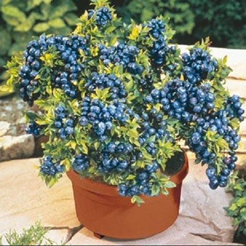 Dwarf Blueberry Plant 4-6 inch Top Hat Variety - Live Fruit Tree - Vaccinium ashei - Self-Pollinating & Low Maintenance