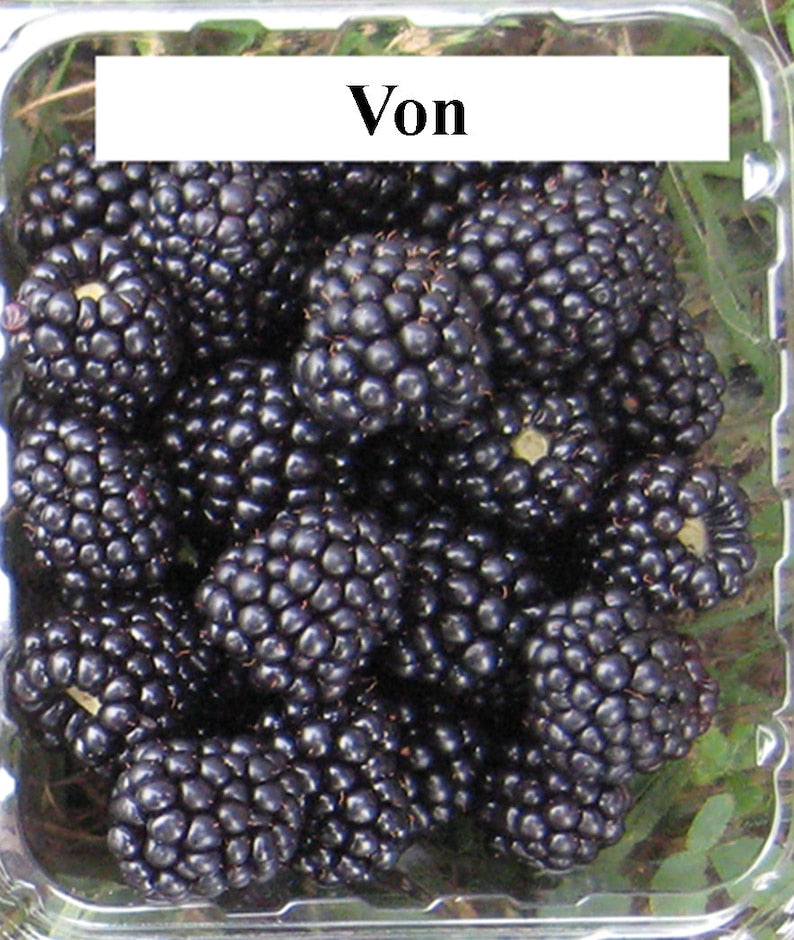 Von Thornless Blackberry Plant - Live 4-6 Inch Starter - High Yield Fruit Plant - Rubus fruticosus 'Von'