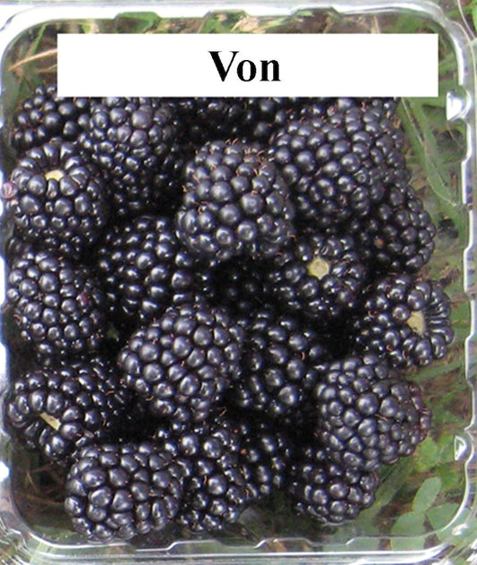 Von Thornless Blackberry Plant - Live 4-6 Inch Starter - High Yield Fruit Plant - Rubus fruticosus 'Von'