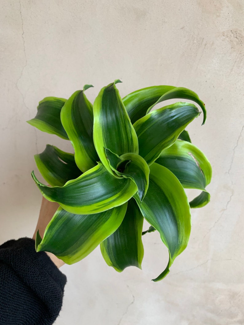 4” Dracaena Tornado Live Plant, Houseplant - Bright Green Foliage, Easy Care - Dracaena 'Tornado' in Nursery Pot