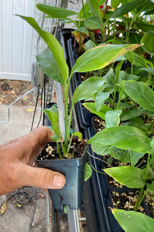 Thai Ginger Plant Live Starter 6-8 Inches Alpinia Galanga Culinary Herb for Thai Curries and Soups