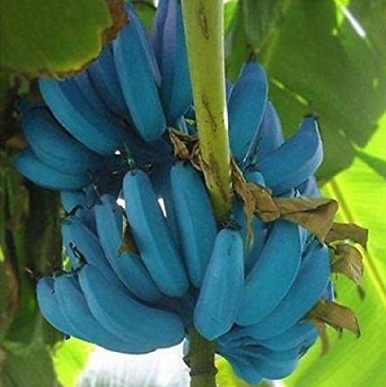 Ice Cream Banana Tree Starter Plant - Blue Java Banana - Live 4-6 Inches - Musa acuminata 'Blue Java' - Unique Tropical Fruit