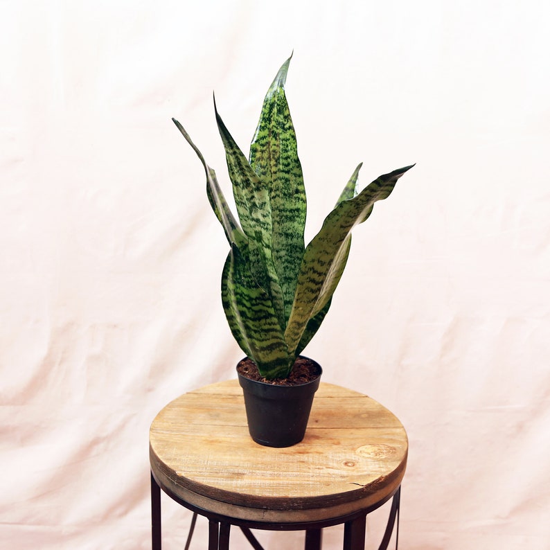 Sansevieria Snake Plant 4 Inch Pot - Low Light Houseplant, Indoor Office Plant, Mother-In-Law's Tongue - Sansevieria Trifasciata