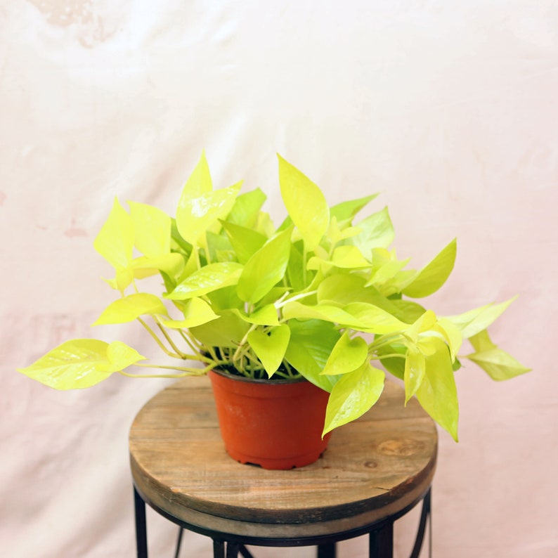 LIVE 6 Inch Neon Pothos Plant, Indoor Houseplant, Epipremnum Aureum Neon, Perfect Gift for Plant Lovers and Home Decor