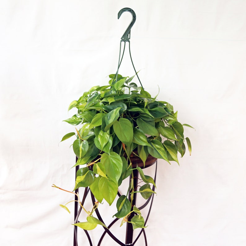 LIVE 8 Inch Hanging Basket Brazilian Philodendron Scandens Brazil | Heart-Shaped Leaves | Indoor Plant Decor | Sweetheart Plant