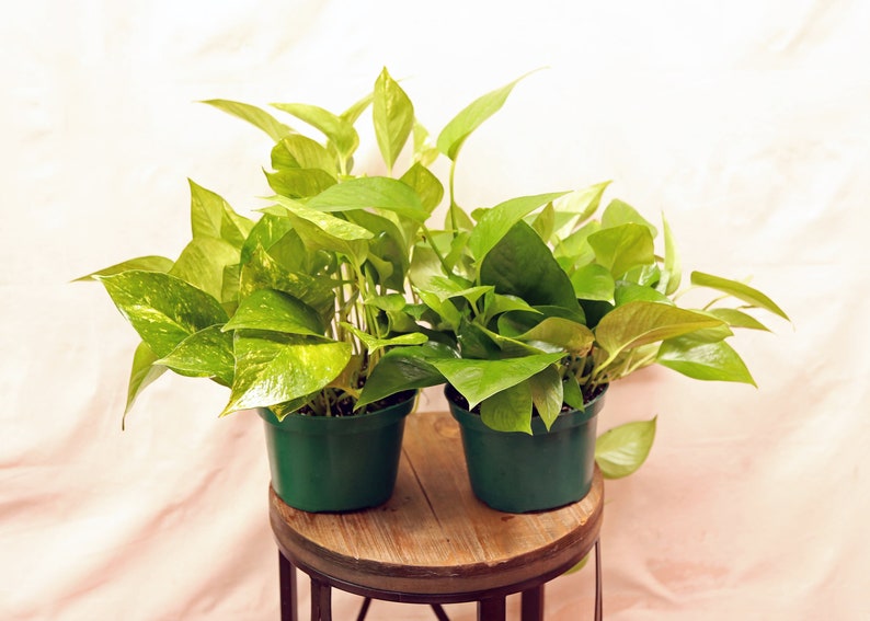 indoor plants combo Live Indoor Plants Combo 6 Inch Pots - Golden Pothos & Jade Pothos