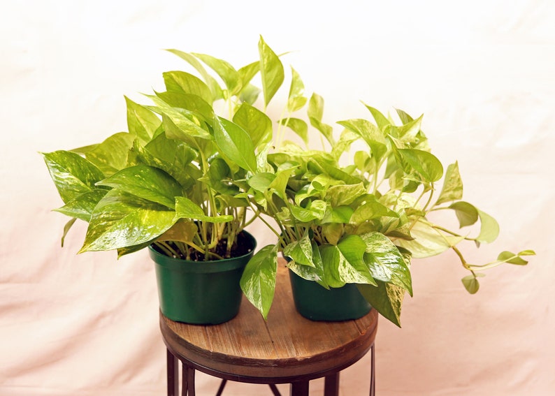Potted Indoor Vines - 6" Marble Queen Pothos & Golden Pothos Combo - Easy-to-Grow Houseplants - Epipremnum aureum