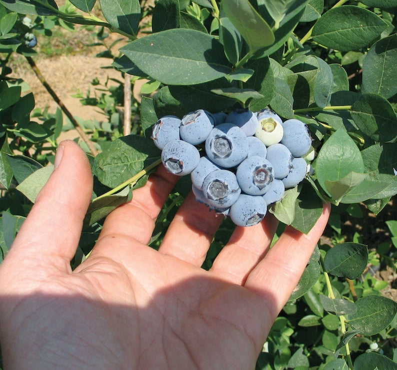 Emerald Blueberry Plant - 4-6 inches - Southern Highbush Live Fruit Plant - Vaccinium corymbosum - Ideal for Mild Climates