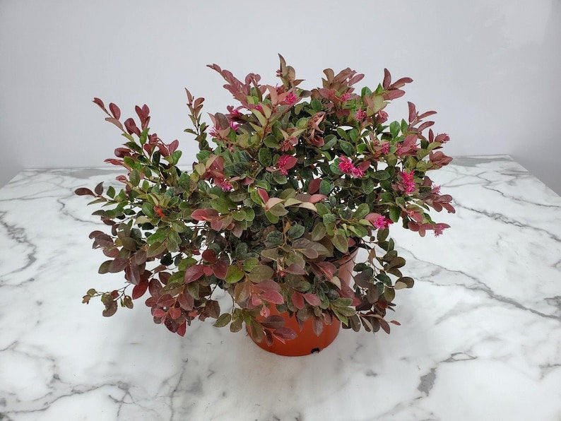 Loropetalum Plant - 3 Gallon - Plum Delight - Live Tropical Foliage - Loropetalum chinense - Low Maintenance Garden Plant