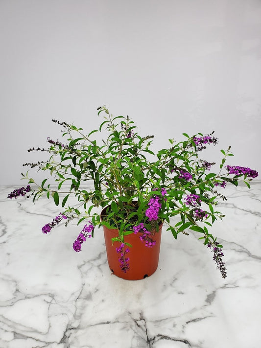 Buddleia Bush Royal Purple - 3 Gallon Live Flowering Plant - Buddleia davidii - Attracts Butterflies & Hummingbirds