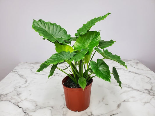 Alocasia California Elephant Ear Plant - 3 Gallon Easy Care Tropical Foliage - Live Houseplant - Alocasia California