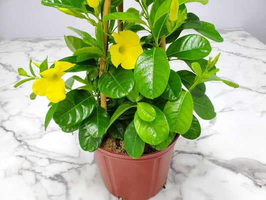 Yellow Mandevilla Plant - 3 Gallon Live Outdoor Climbing Plant - Tropicals - Mandevilla spp. - Trellis-Ready