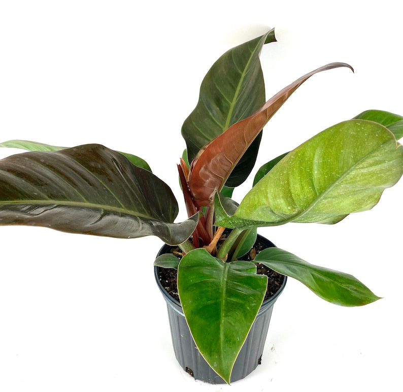 Philodendron Black Cardinal Plant - Tropical Indoor/Outdoor Foliage - Low Maintenance Houseplant - Philodendron Hybrid
