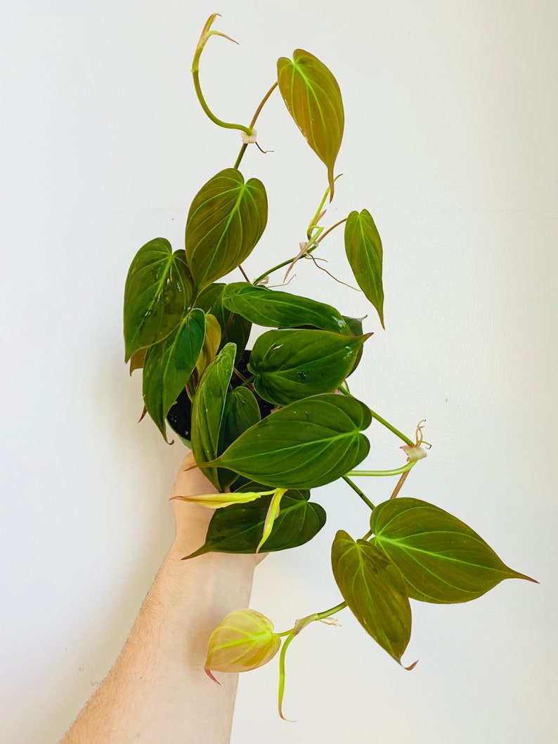 Philodendron Micans Plant - Rare Heart-Shaped Velvet Leaves - Philodendron micans