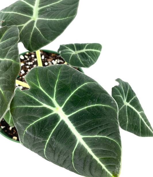 Alocasia Reginula Black Velvet Plant, 6in Pot, Rare Indoor Aroid, African Mask, Exotic Houseplant, Live Greenery