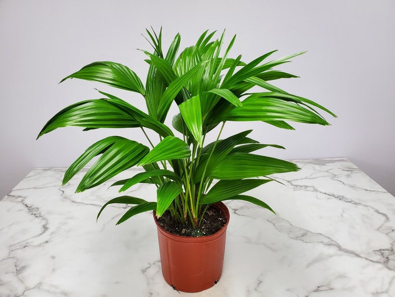 Chinese Fan Palm Tree Plant - 3 Gallon - Live Tropical Plant - Livistona chinensis - Elegant Indoor/Outdoor Decor
