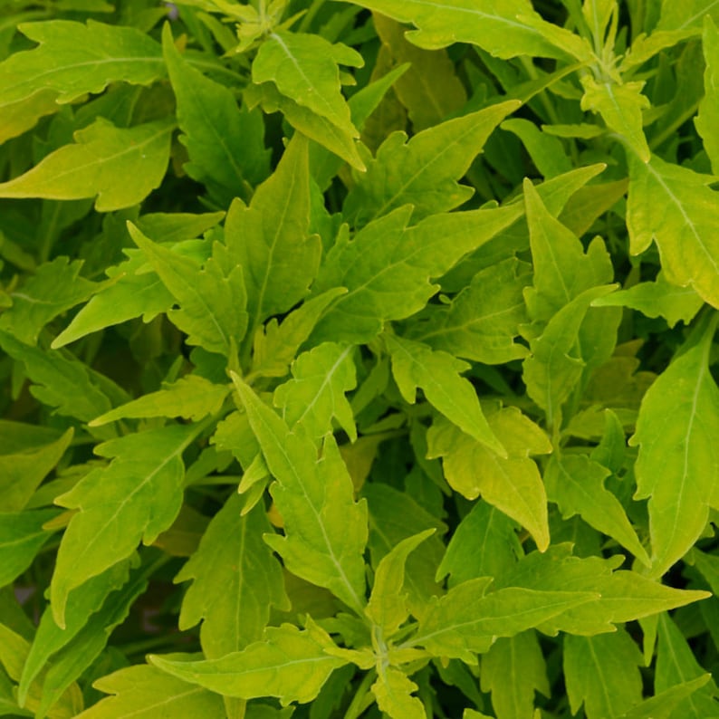 Coleus Starter Plant, 3-4" Salsa Verde, Vibrant Ornamental Foliage, Easy-Care Houseplant, Solenostemon Scutellarioides