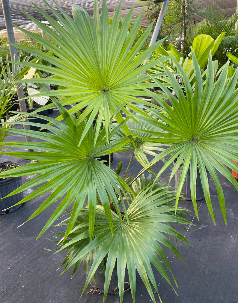 Livistona Roundleaf Fan Palm - Easy Care Indoor Houseplant - Magnificent Ornamental Plant - Livistona Rotundifolia