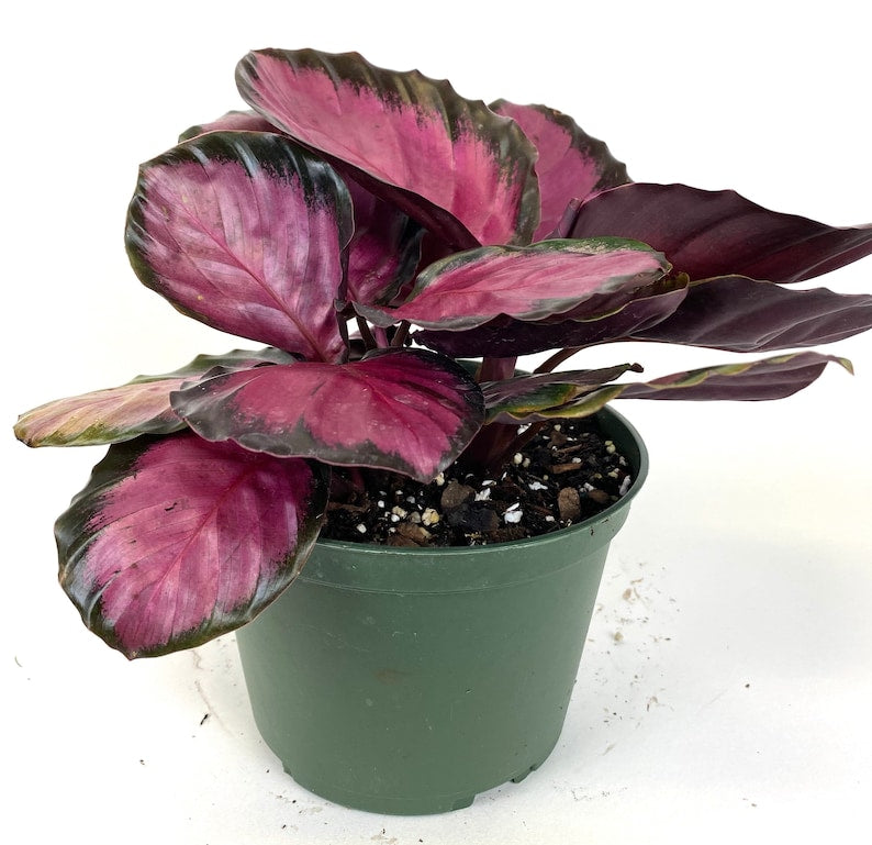 Calathea Prayer Plant, 6in Grower Pot, Rosy Variety, Indoor Air Purifier, Calathea Roseopicta, Live Houseplant