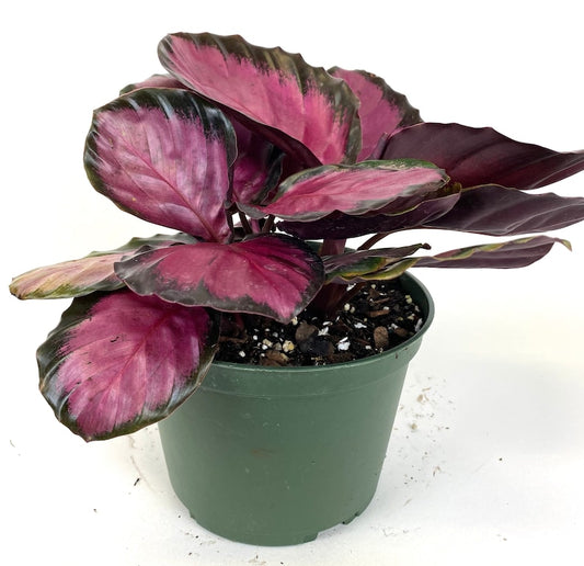 Calathea Prayer Plant, 6in Grower Pot, Rosy Variety, Indoor Air Purifier, Calathea Roseopicta, Live Houseplant