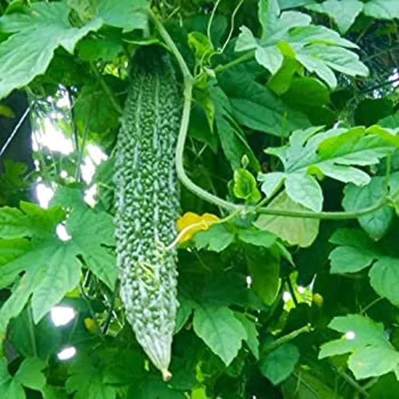 BITTER Gourd Dark Jade, Hybrid 5 Seeds For Planting