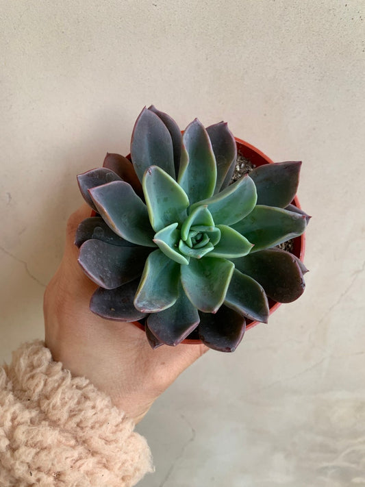 4” Graptoveria Hybrid Succulent - Colorful Live Plant in Nursery Pot, Loves Sunlight, Purple/Blue Varieties Available
