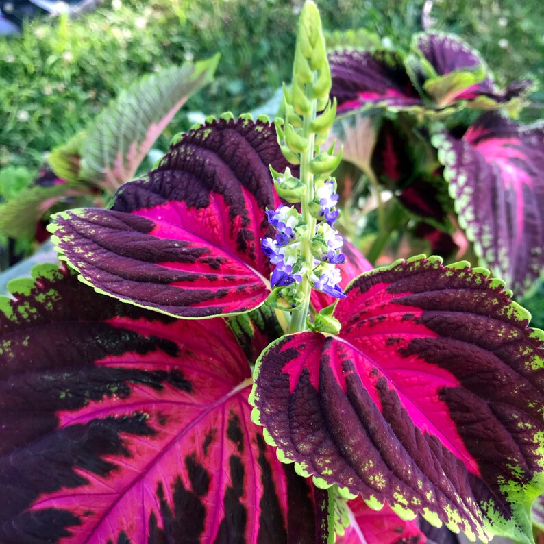 Coleus Seeds Packet - Kong Rose Variety, Vibrant Ornamental Plant, Solenostemon scutellarioides, 15 Rare Seeds for Indoors & Outdoors