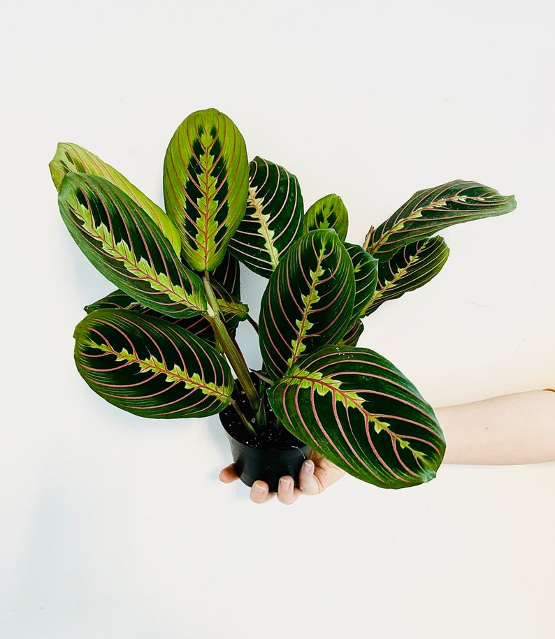 Red Prayer Plant - Maranta Leuconeura Erythroneura - Multiple Sizes - Vibrant Leaves for Indoor Decor