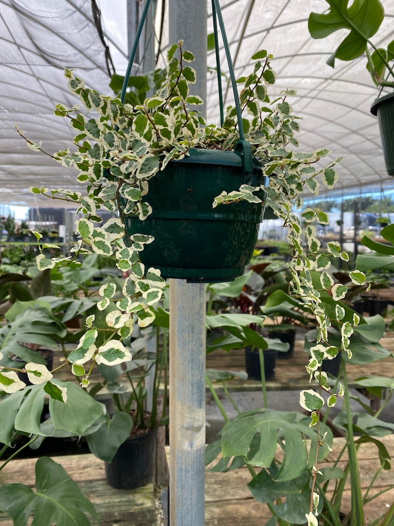 Variegated Ficus Repens Pumila Plant in 6in Hanging Basket - Indoor/Outdoor Air-Purifying Vines for Home Decor