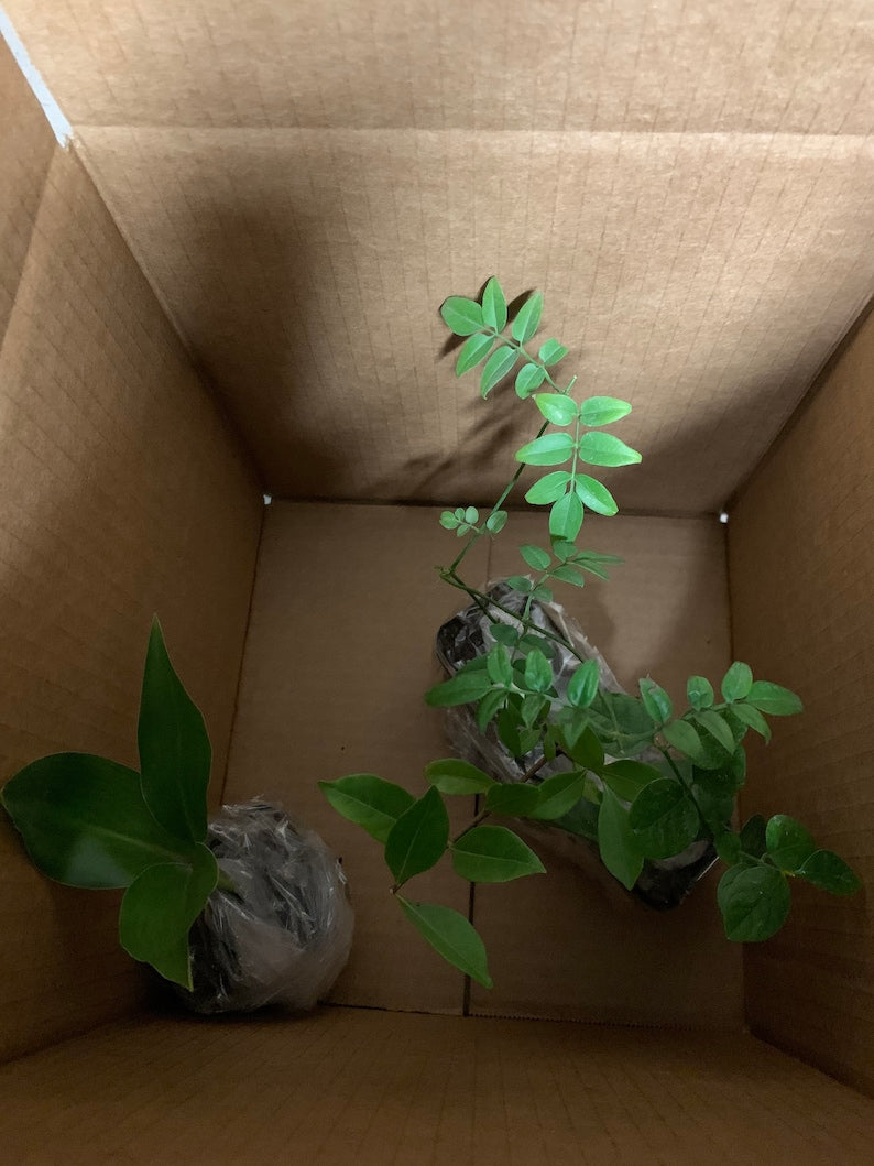 Multi-Plant 4pk - Gardenia Veitchii, Polyanthum Jasmine, Sambac Jasmine, Strelitzia Reginae - Live Plants for Home Garden