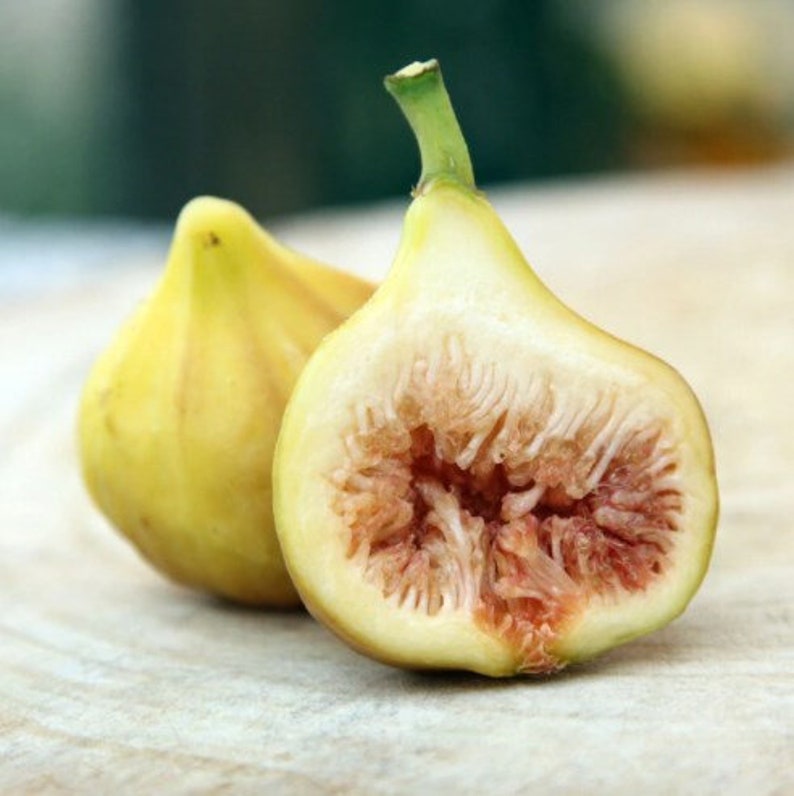 LSU Gold Fig Tree Plant - 4-6 Inch Live Ficus Carica - Sweet Yellow Figs - Fruit Tree for Home Garden