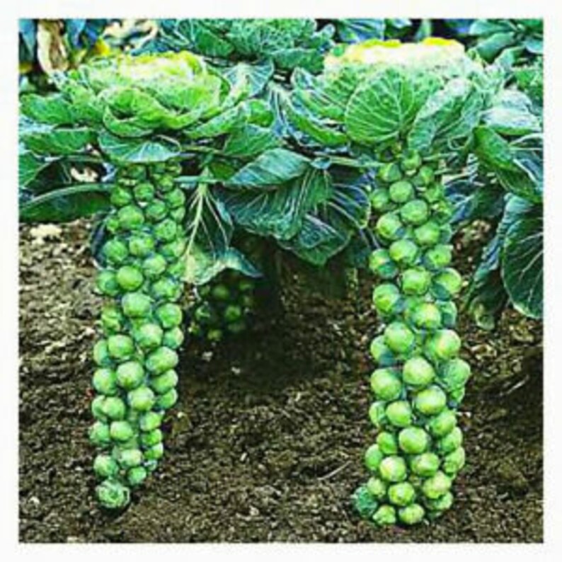 Brussel Sprouts Long Island Improved 250 Seeds For Planting