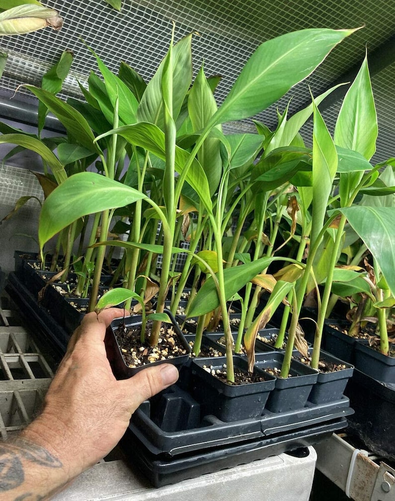 Kokopo Banana Plant Live - 4-6 inches - Musa acuminata - Tropical Fruit Tree - Indoor/Outdoor Growing - Orange Pulp Fruit