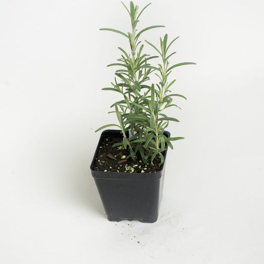2 Arp Rosemary Plants - Live Starter Herb 3-6 inch - Rosmarinus Officinalis Arp - Fragrant Mediterranean Variety
