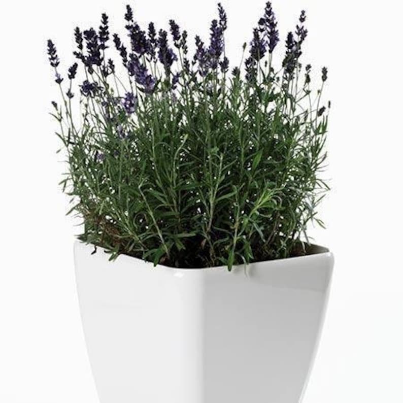 Phenomenal Lavender Plants - 4-6 inch Live Starter - Lavandula x intermedia 'Phenomenal' - Fragrant Purple Flowers, Hardy Herb