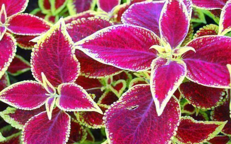 Coleus Seeds Packet - 15 Seeds Wizard Scarlet - Vibrant Ornamental Plant for Indoors & Outdoors - Solenostemon scutellarioides