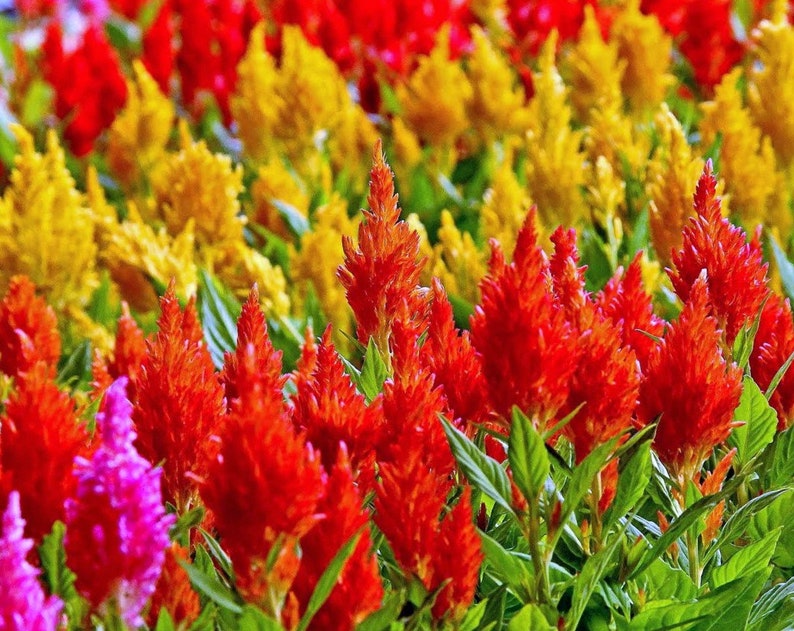 Celosia Seeds - Plumed Mix, Vibrant Red Yellow Orange Flowers, Rare Non-GMO Seeds for Planting, Great for Indoor & Outdoor Gardens
