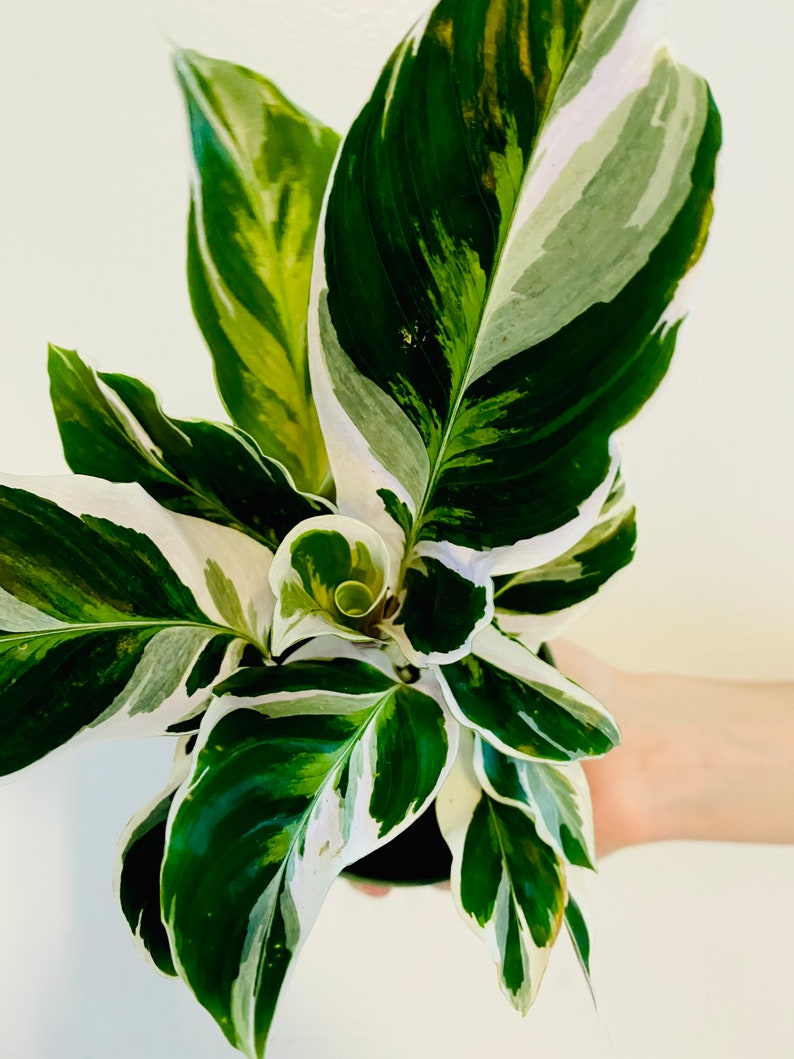 White Fusion Calathea - 4" Rare Peacock Plant - Hybrid Calathea - Calathea White Fusion - Stunning Indoor Houseplant