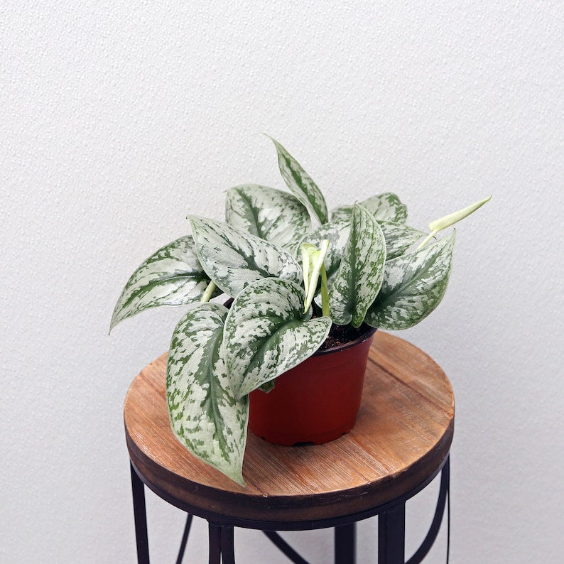 LIVE 6-Inch Silver Satin Exotica Scindapsus Pictus Plant - Large Leaf Houseplant for Gifts, Home Decor, and Housewarming