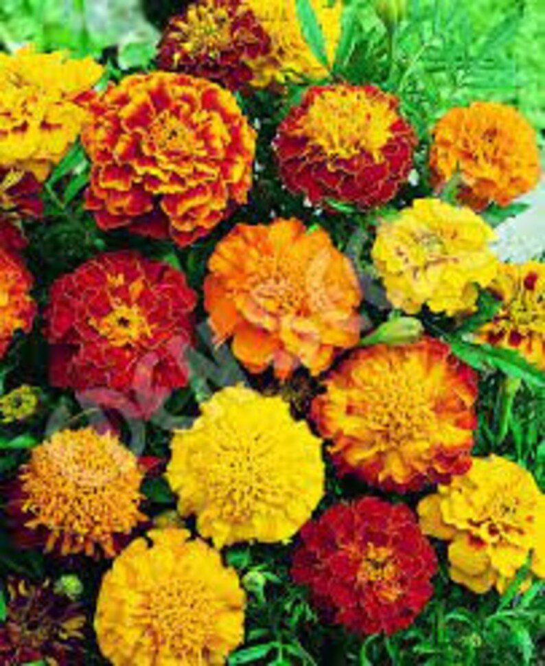 Sparky Mixture  French Marigold 500 mg Seeds For Planting