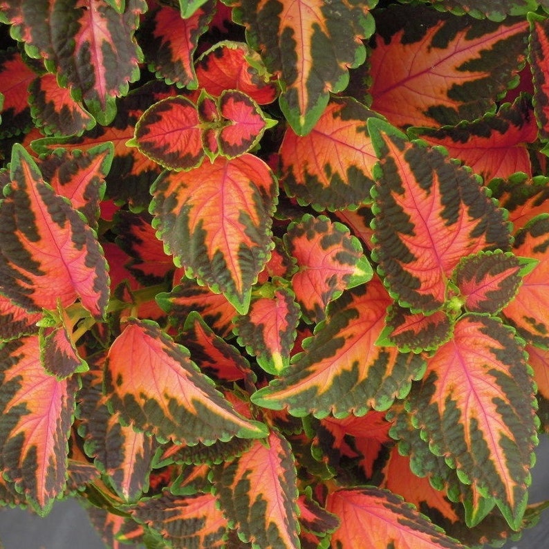 Coleus Seeds Packet of 15 - Wizard Coral Sunrise, Vibrant Ornamental Plant, Coleus scutellarioides, Rare Seeds for Indoors/Outdoors