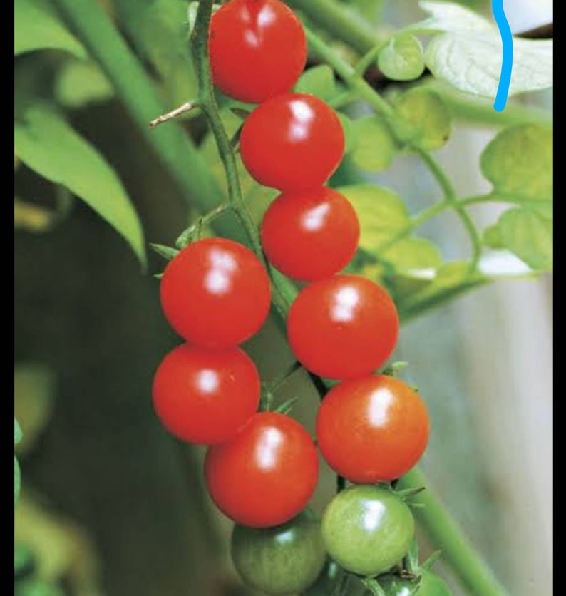 Everglades Tomato Seeds (60) - Heat Tolerant, Nematode Resistant, Drought Resistant - Lycopersicon esculentum