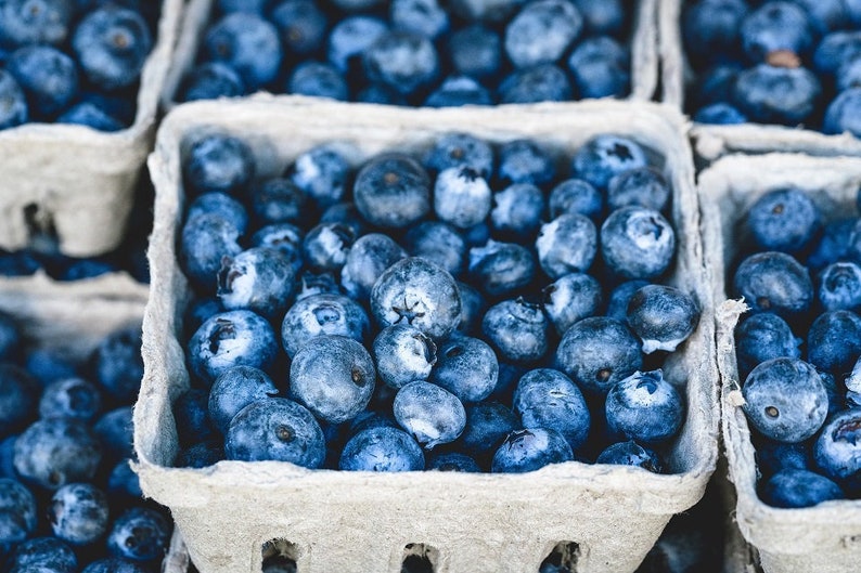 O'Neil Blueberry Bush Starter Plant - Southern Highbush Blueberry - Vaccinium corymbosum - Perfect for Gardening and Containers