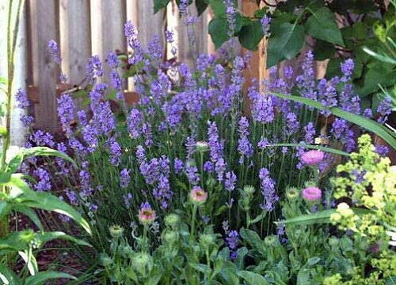 Provence French Lavender Plant - 4-6 Inch Starter - Lavandula x intermedia - Very Fragrant Live Plant (2 Pack)